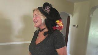 FOX Files: North St. Louis County residents concerned about monkeys moving into neighborhood