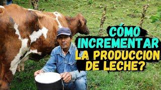 HOW COWS ARE FEED // How to INCREASE MILK production?