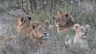 Cuteness Overload: Watch Lion Cubs