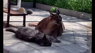 Gosha caracal funny cat video 