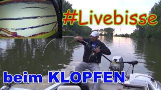 Waller #livebisse auf dem Echolot beim Klopfen mit Wallerholz. Welsangeln in Deutschland.