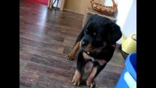 Funny Barking Rottweiler Puppy