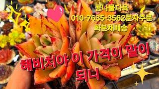 신상이 줄줄이,묵둥이도 줄줄이,가성비짱다육 화분채배송 010-7635-3562택배문자주문 콩나물다육