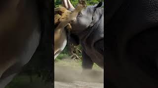 lion attacks on rhino #liontiger #naturelovers #worldwildlifeday #animallife #funny #animal #life