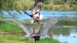 african fish eagle vs goliath heron fight