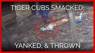 Tiger Cubs Smacked, Yanked, Thrown at Dade City's Wild Things