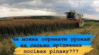 Збирання ріпаку. Який урожай може дати сильно зріджений  посів? #жнива2022 #ріпак  #raps #rape