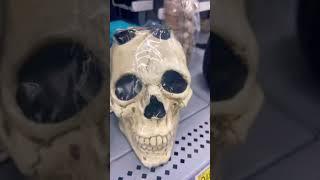 scary skull #skull #scary #viral #halloween2022 #halloween #halloweendecor #skeleton