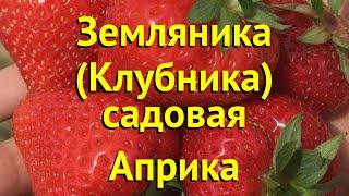 Земляника садовая Априка. Краткий обзор, описание характеристик fragaria ananassa Априка