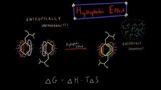 The Hydrophobic Effect and Entropy Biochemistry MADE SUPER SIMPLE!