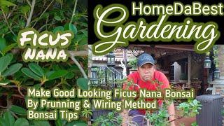 Make good looking ficus bonsai by prunning & wiring method I HomDaBest Garden