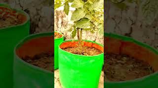 Tamatar Ka Ped Chat Par Growbag Me Kaise LagayeHow To Plant A Tomato Tree On The Terrace Or InA Pot