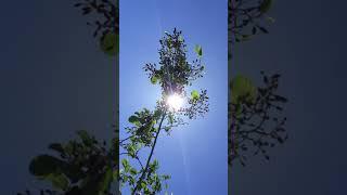 Common Alder (Alnus glutinosa) - leaves & branches in the sun - June 2018