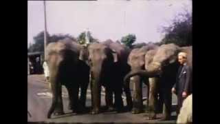 Five Elephants walking along the road in Sandbach in the 1960s.