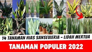 14 Tanaman Hias Sansevieria Alias Lidah Mertua – Tanaman Populer 2022