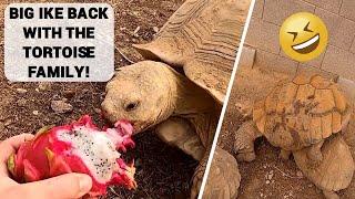 IKE IS BACK WITH THE FAMILY! Spending Time With the Tortoises!