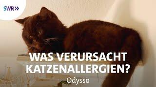 Lösung für Katzenhaar Allergie? | SWR Wissen