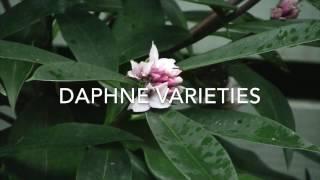 Daphne Varieties for the Garden
