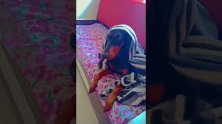 doberman #doglover