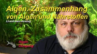 Algen und der Zusammenhang mit den Nährstoffen im Aquarium.