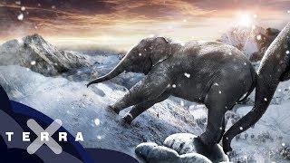 Wie kamen Hannibals Elefanten über die Alpen?  | Antike