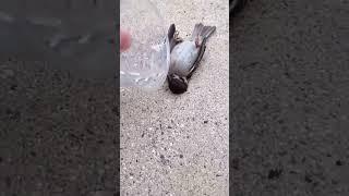 Save a dead bird from thirst #shorts