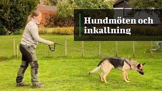 Hundmöten och inkallning - En grundläggande övning