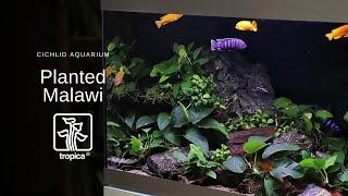 The Instant Aquascape! Planted Malawi Cichlid Aquarium