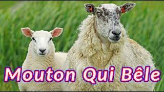 Mouton bêlant  Le cri du mouton