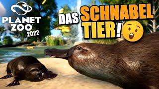 Schnabeltier mit Unterwasserblick - Planet Zoo 2022 | Wetlands DLC