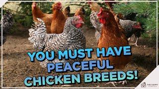 These Breeds Will Give You Flock Harmony!