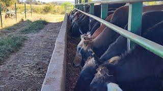 CONSEJOS PARA TORETES DE 300kg EN PASTOREO