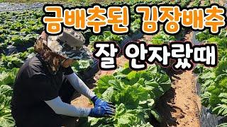 김장배추 잘 안자랄때 이렇게 하면 폭풍 성장 한다 김장배추 금배추 될수도?