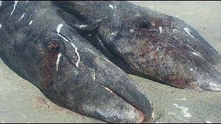 CONJOINED WHALE CALVES FOUND IN MEXICO - BBC NEWS