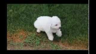 Bichon Frise Puppy For Sale Daniel Stoltzfus