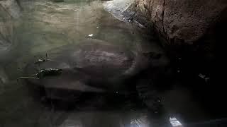 Zoo Barcelona 2019 Trionyx triunguis African softshell turtle