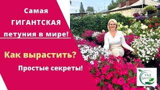 Как вырастить самую гигантскую петунию в мире? Все секреты выращивания петунии тайдал вейв!