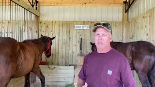 Introducing a Collar to the Percheron draft horse fillies