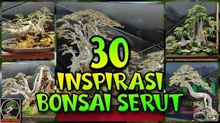 30 INSPIRASI BONSAI SERUT TERBAIK # BONSAI SERUT KONTES PAMERAN NASIONAL BULULAWANG KAB MALANG #