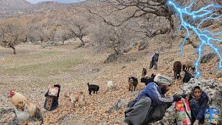 Nomadic Life:Rainy Days of the Nomadic Family:Collecting Acorns for Sheep with the Nomadic Family️