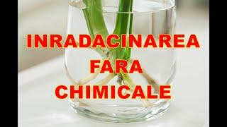 Înmulțirea fără niciun stimulent chimic