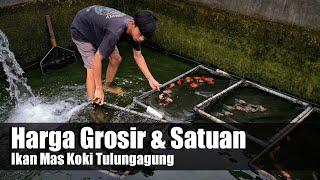 Jenis dan Harga Ikan Mas Koki Tulungagung || Harga Grosir