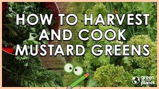 Harvesting, Eating, & Preparing Mustard Greens!