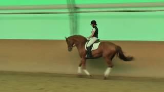 Grundsitz und Schenkelhilfen des Reiters