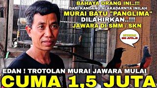 BIKIN KENA MENTAL ! DI KANDANG SEDERHANA INILAH MURAI BATU JAWARA DILAHIRKAN TROTOL CUMA 1,5 JUTAAN