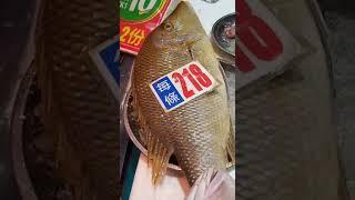 LETHRINUS NEBULOSUS/SPANGLED EMPEROR FISH #shorts#trending#viral#trending#asmr#lethrinusnebulosus