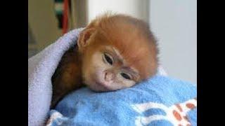 THE CUTEST MONKEYS YOU HAVE EVER SEEN || Cute Baby Monkeys Video