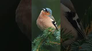 The Chaffinch's Distinctive Songs & Calls #shorts