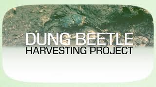 Farmers establishing dung beetle nurseries for breeding and harvesting