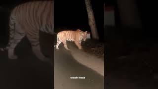 When you met with Tiger at Jim corbett park, hear his roar… VC: Sharuk from Bijnor.